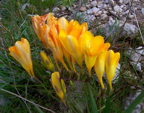 Freesia refracta (Jacq.) Klatt resmi