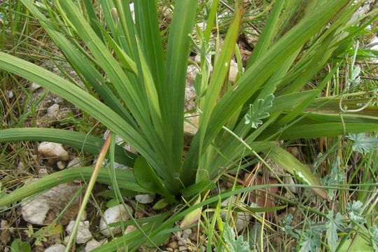 Freesia refracta (Jacq.) Klatt resmi