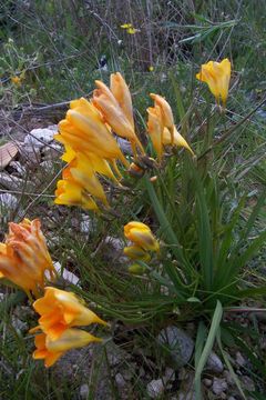 Freesia refracta (Jacq.) Klatt resmi