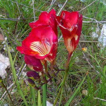 Image of Freesia refracta (Jacq.) Klatt