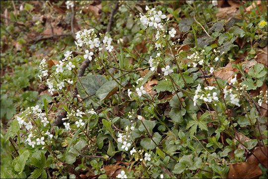 Image of Three-Leaved Bittercress