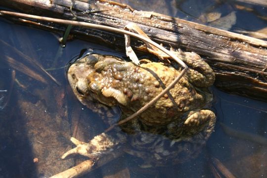 Image of Common Toad