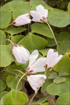 Oxalis montana Raf. resmi