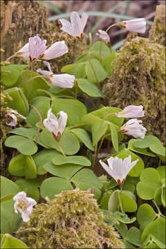 Image of mountain woodsorrel