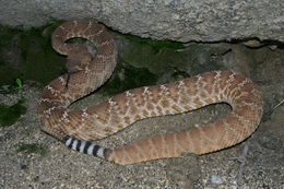 Image of Red Diamond Rattlesnake