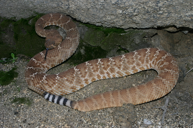 Image of Red Diamond Rattlesnake