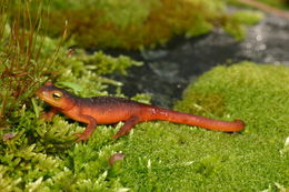 Image of Sierra newt