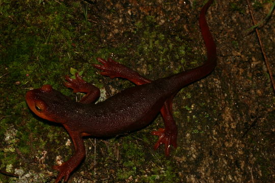 Image of Sierra newt