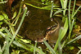 Image of Northern Pacific Treefrog