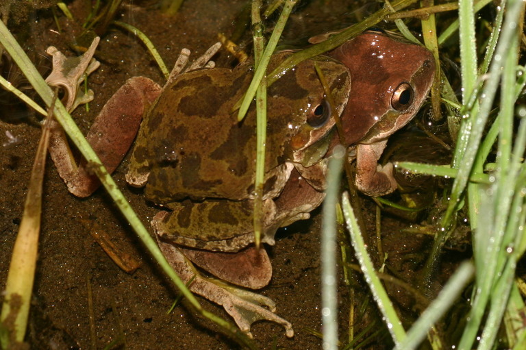 Image of Northern Pacific Treefrog