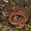 Image of Limestone Salamander