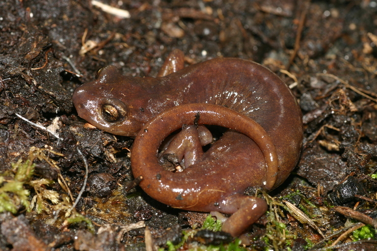 Image of Limestone Salamander