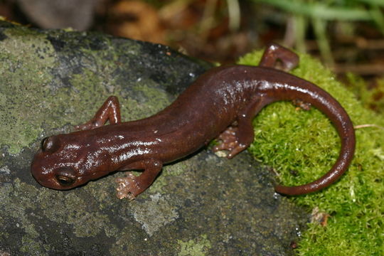 Image of Limestone Salamander