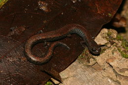 Image of Gabilan Mountains Slender Salamander