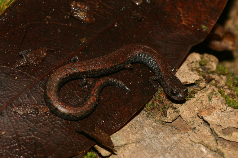 Image of Gabilan Mountains Slender Salamander