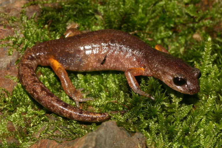 Image of Common Ensatina