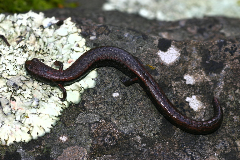 Image of Hell Hollow Slender Salamander