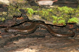 Image of Sequoia Slender Salamander