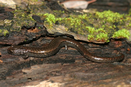 Image of Sequoia Slender Salamander