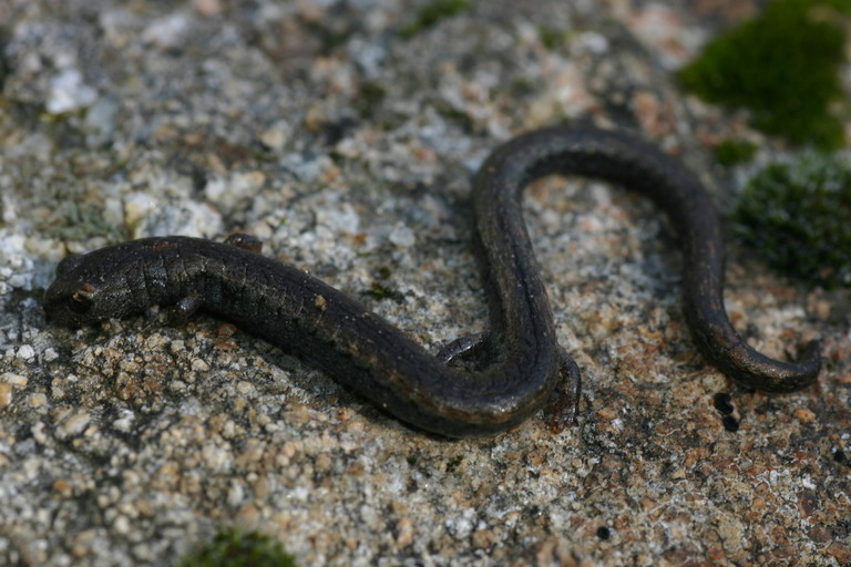 Image of Gregarious Slender Salamander