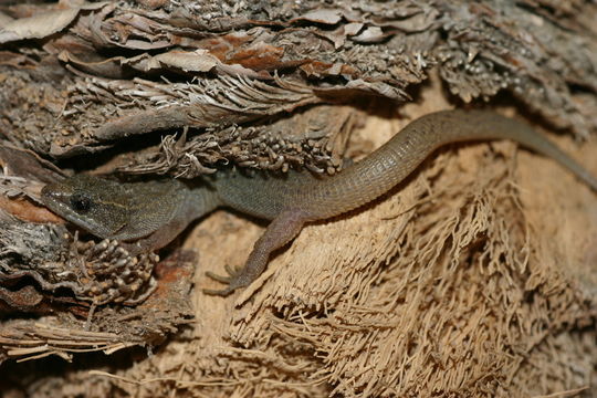Image of Desert Night Lizard