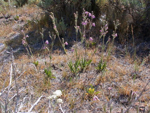 Image of western fringed catchfly