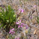 Image of western fringed catchfly