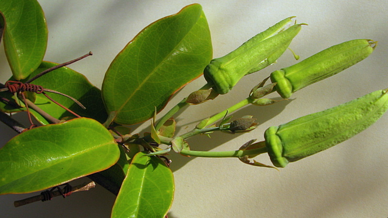 Image of Passiflora galbana Mast.
