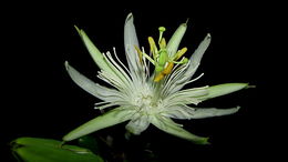 Image of Passiflora galbana Mast.