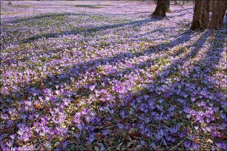 Image of <i>Crocus <i>vernus</i></i> ssp. vernus