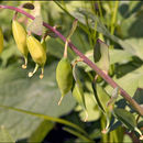 Слика од Corydalis cava (L.) Schweigger & Koerte