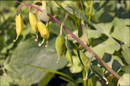 Слика од Corydalis cava (L.) Schweigger & Koerte