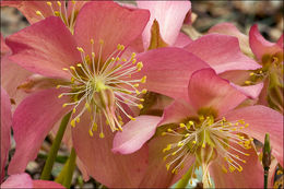 Image of black hellebore