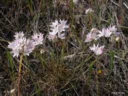 Allium amplectens Torr. resmi