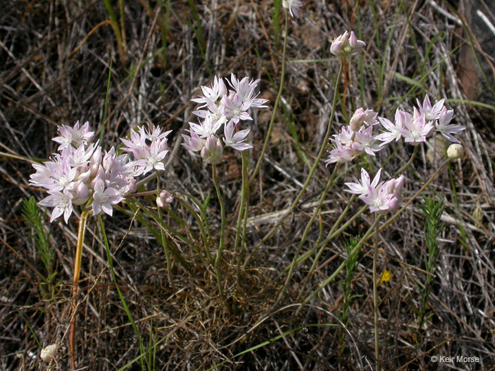 Image of narrowleaf onion