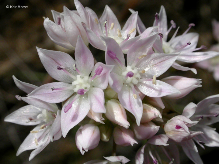 Allium amplectens Torr. resmi