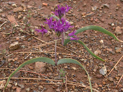 Слика од Allium falcifolium Hook. & Arn.