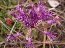 Слика од Allium falcifolium Hook. & Arn.