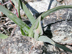 Слика од Allium falcifolium Hook. & Arn.