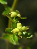 Image of graceful bedstraw