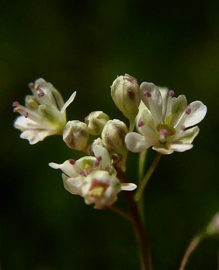 Image of sand fringepod