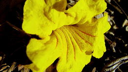 Image of Golden trumpet tree