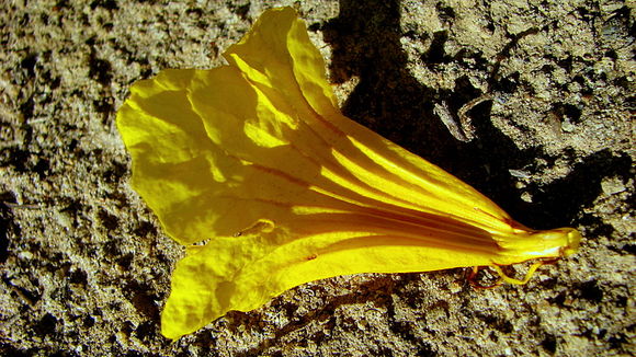 Image of Golden trumpet tree