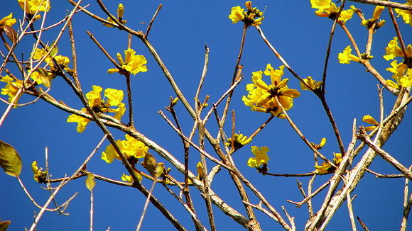 Imagem de Handroanthus chrysotrichus (Mart. ex DC.) Mattos