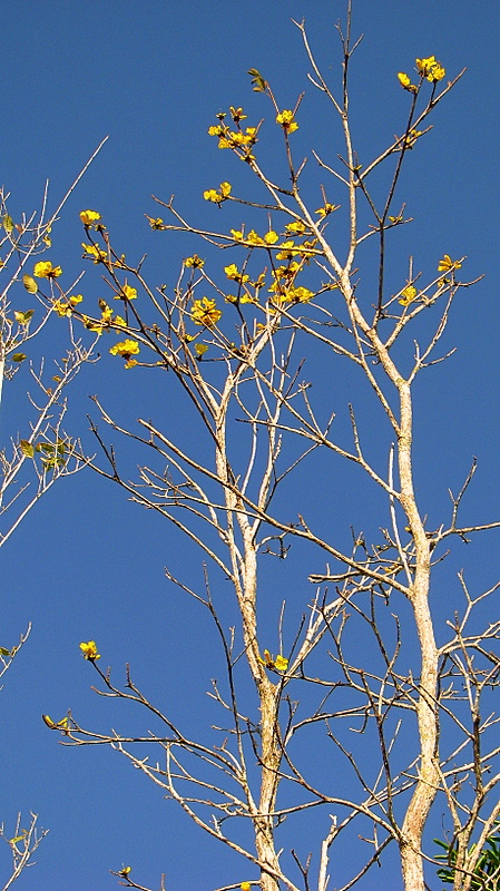 Image of Golden trumpet tree