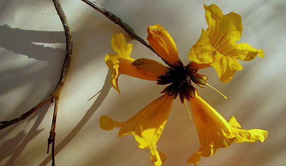 Image of Golden trumpet tree