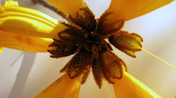 Image of Golden trumpet tree