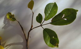 Image of Golden trumpet tree