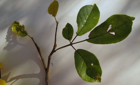 Imagem de Handroanthus chrysotrichus (Mart. ex DC.) Mattos