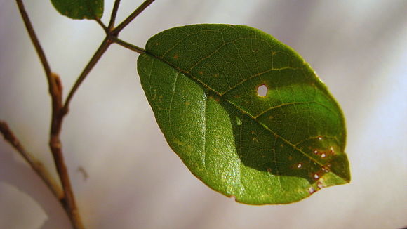 Image of Golden trumpet tree